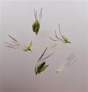  Spikelets